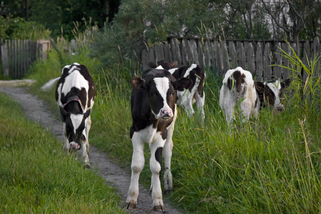 Коровы в Сыктывкаре